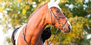 Horse wearing riding tack
