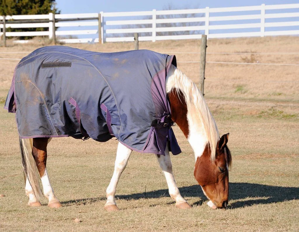 Horse wearing a rug